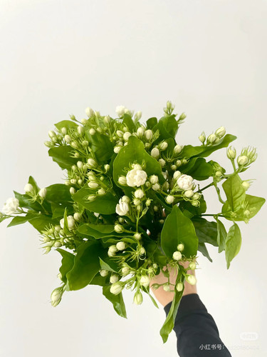 茉莉花一扎。30-40长。【不包邮需要拍邮费