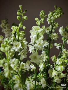 千鸟飞燕一扎。白 【不包邮需要拍邮费