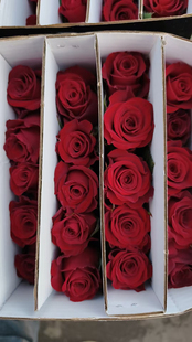 A级高原红玫瑰18-20只 需要拍邮费