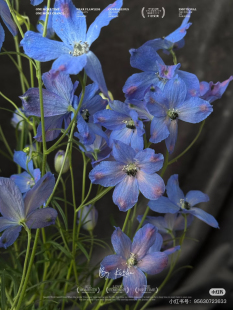 包邮 不 需要拍邮费 深蓝 小飞燕一扎