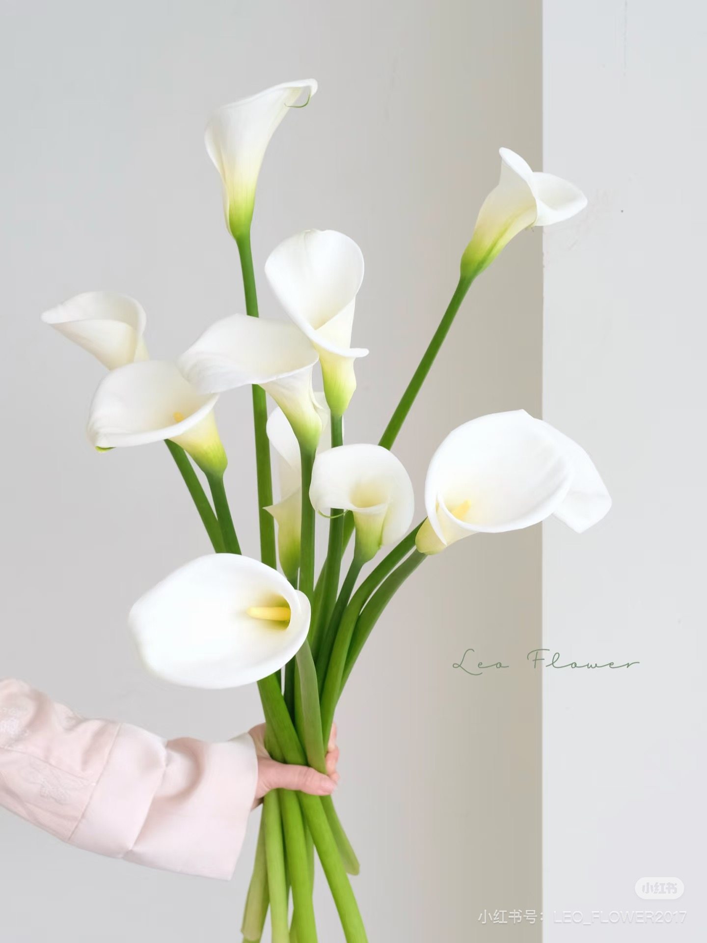 马蹄莲8-10只 （白。需要拍邮费