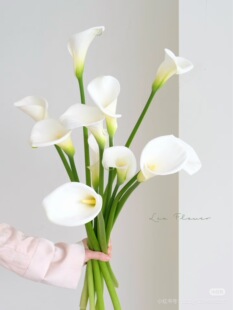 包邮 马蹄莲8 不 白 需要拍邮费 10只