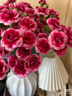 多头康乃馨18-20只。皇太子。需要拍邮费