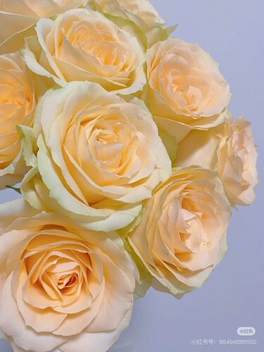 A级香槟玫瑰18-20支。需要拍邮费