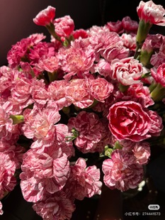 流霞 必拍 20支 多头康乃馨18 需要拍邮费 新品
