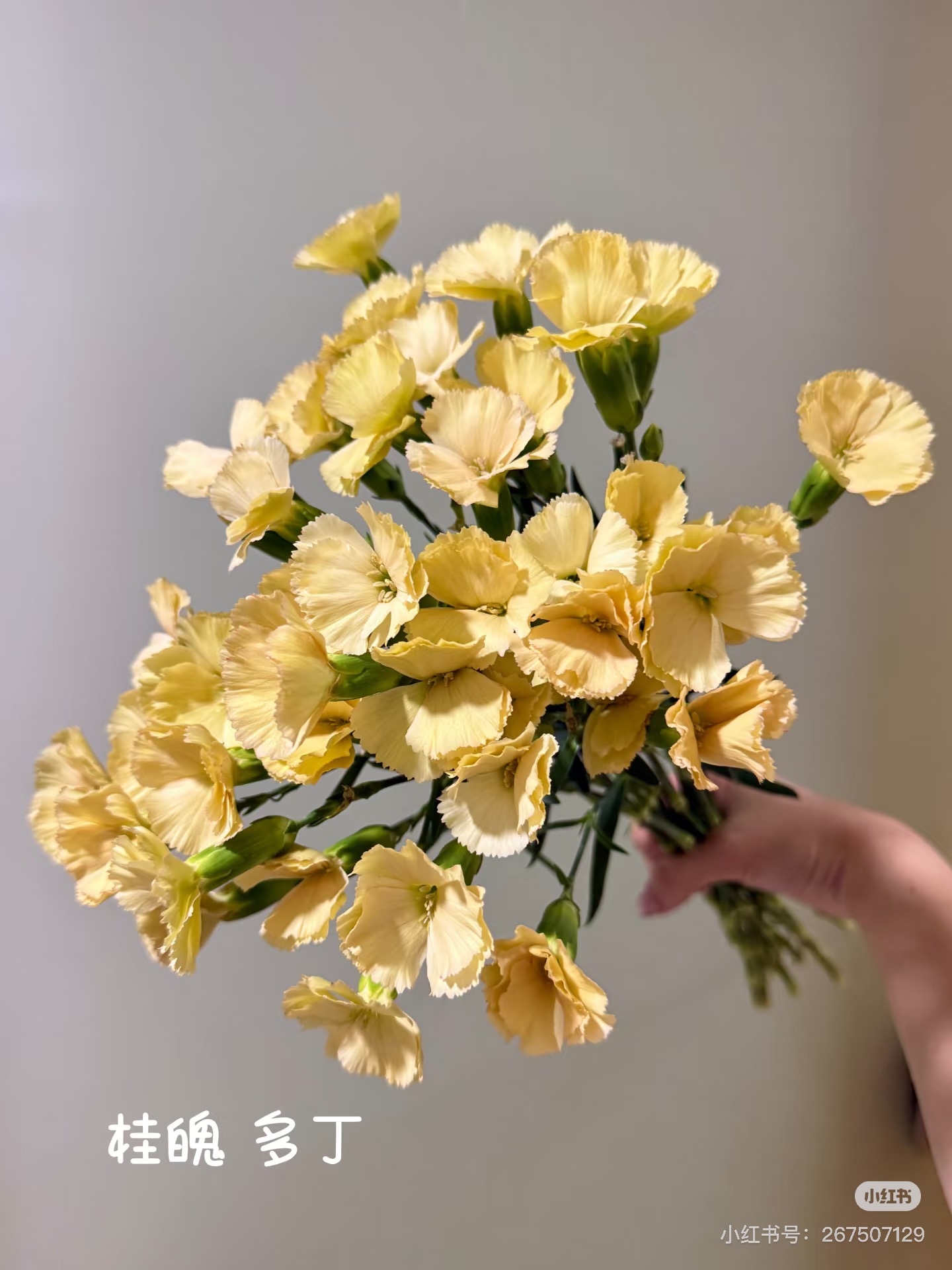 新品）多头康乃馨18-20支 桂魄 需要拍邮费