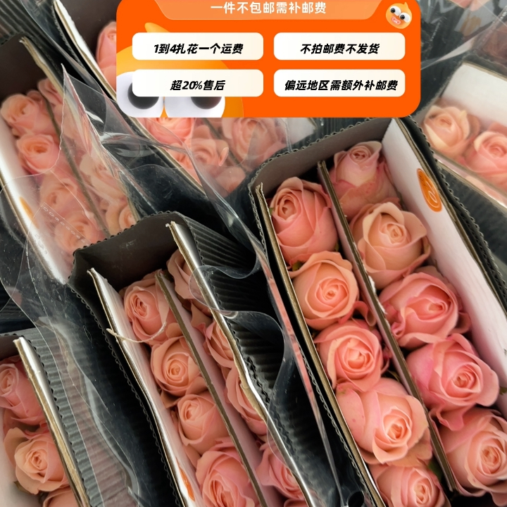 A级凯瑟琳玫瑰18-20只 需要拍邮费