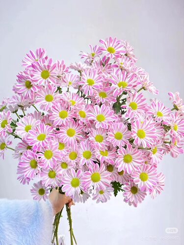 大花型）粉）斑纹小菊10只 【不包邮需要拍邮费