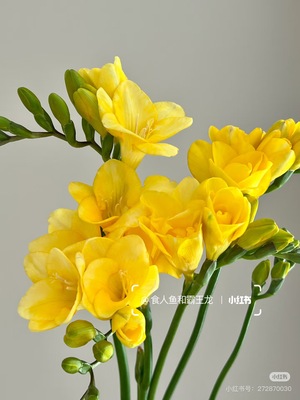 香雪兰8-10支 黄 需要拍邮费（温度高的地区不要拍哦