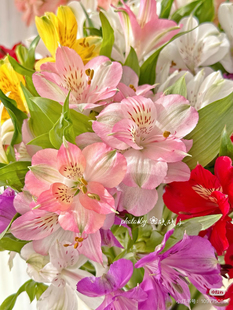 需要拍邮费 混搭色 必拍 A级海盛水仙百合10只