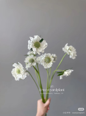 蓝盆花一扎。白色。【不包邮需要拍邮费