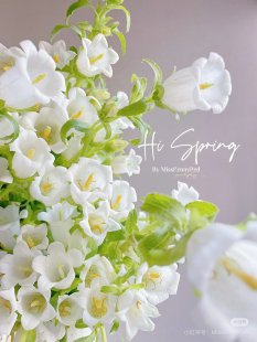 包邮 不 需要拍邮费 白 风铃花一扎