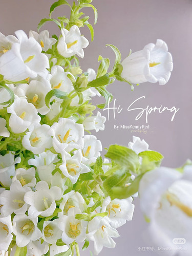 风铃花一扎。白。【不包邮需要拍邮费