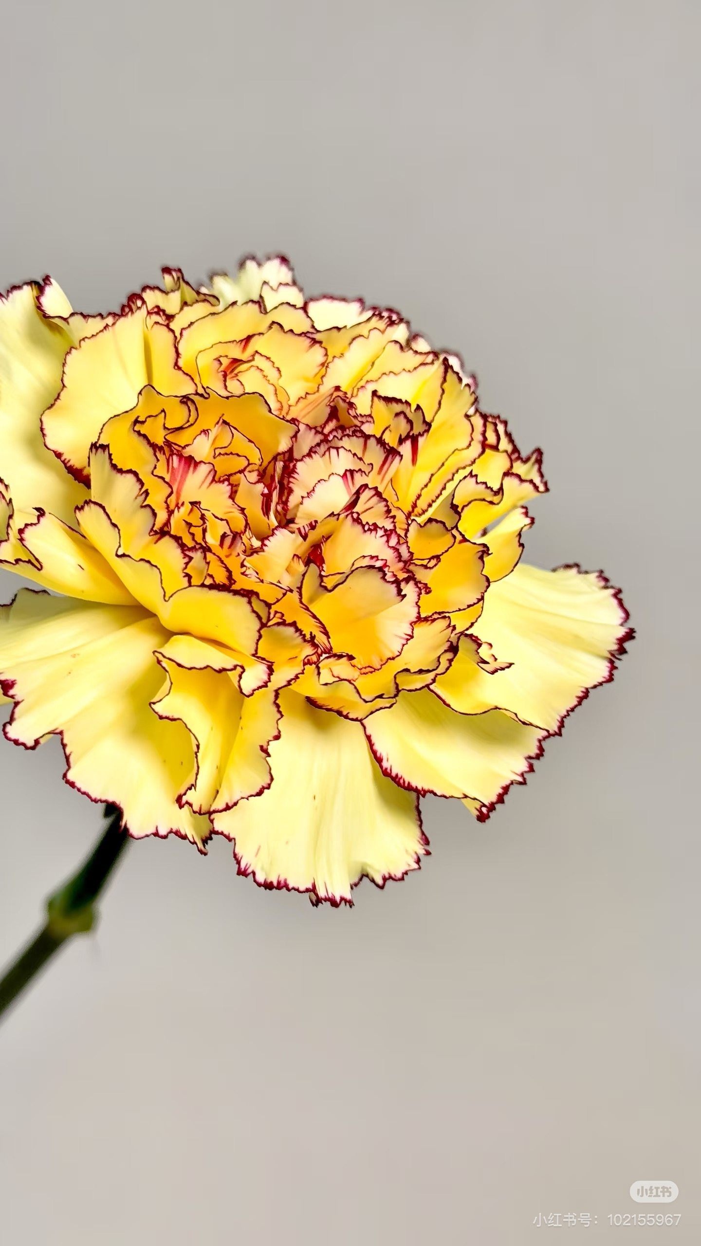 单头康乃馨18-20支。眼线。需要拍邮费