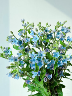 需要拍邮费 包邮 蓝心花一扎 不