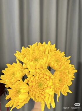 扫墓用】单头菊花10只 黄色 【不包邮需要拍邮费