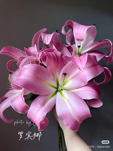 A级2头罗宾百合10只 需要拍邮费