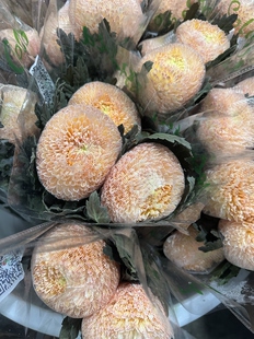 需要拍邮费发货 芒果 必拍 丰岛牡丹菊5支