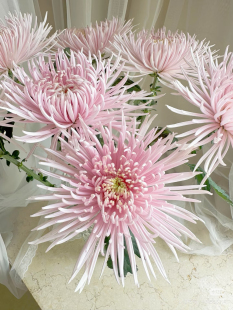 包邮 不 需要拍邮费 粉 烟花菊10支