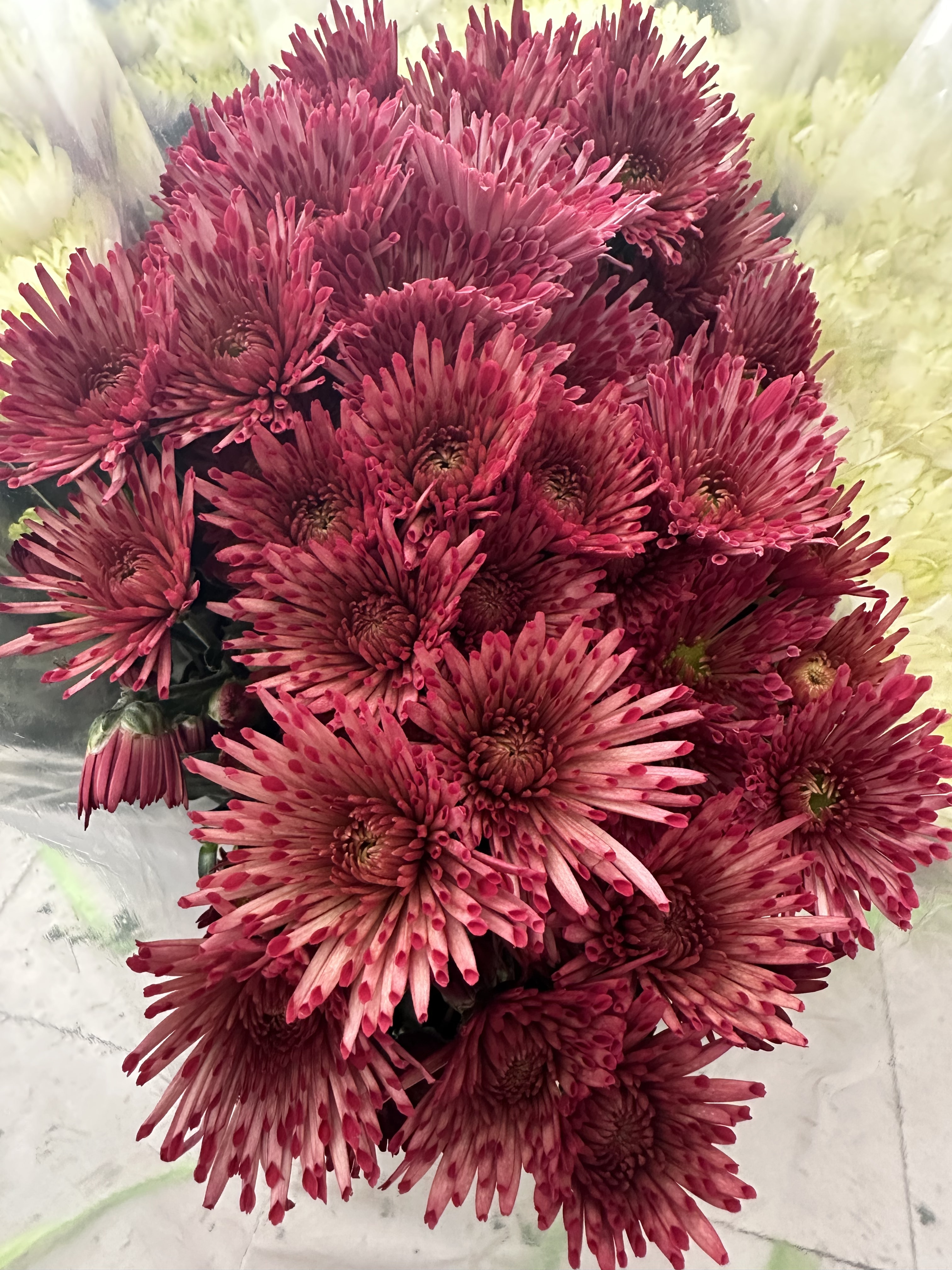 推荐】大把 草莓糖小菊10支 需要拍邮费