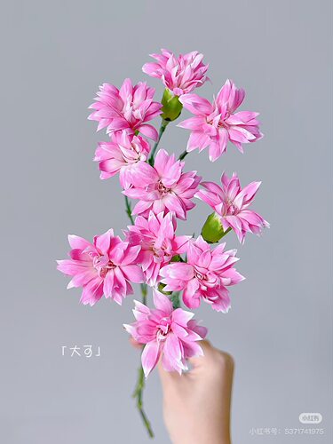 多头康乃馨18-20枝 粉星太子 需要拍邮费