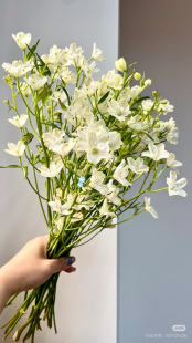 小飞燕一扎。白色。【不包邮需要拍邮费