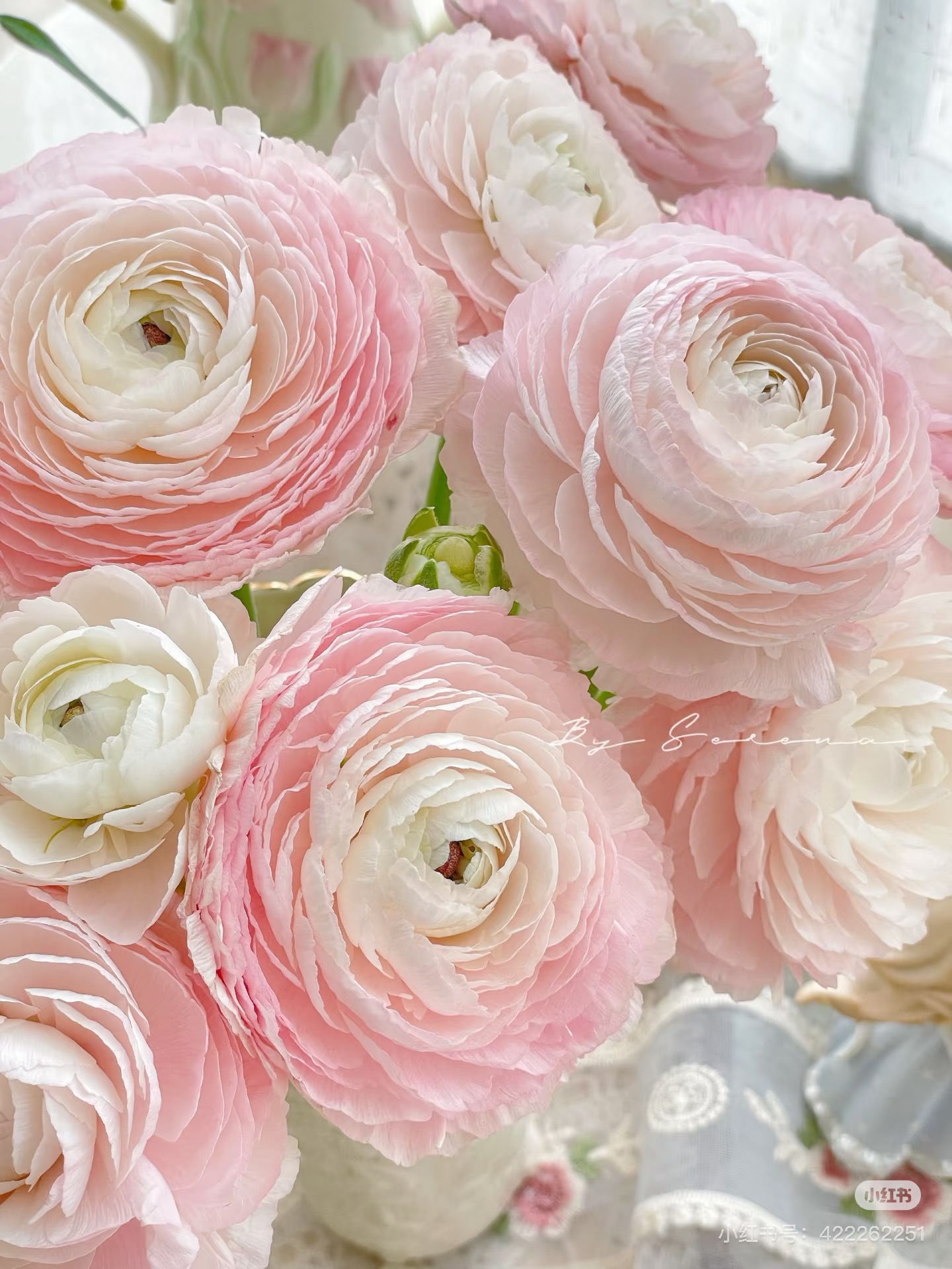 必拍】洋牡丹5只 心跳的回忆 需要拍邮费