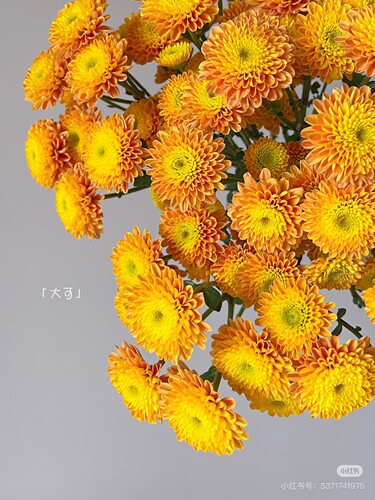 推荐】兰嘉小菊10支 【不包邮需要拍邮费