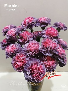 野马 20只 需要拍邮费 单头康乃馨18 必拍