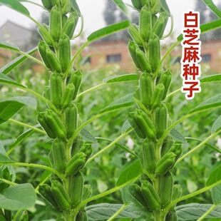 巨芝霸王鞭白芝麻种子霸王鞭芝麻种子早熟榨油高产芝麻种子