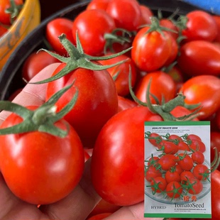 粉秀番茄种子圣女果樱桃西红柿种子四季盆栽蔬菜种子番茄种