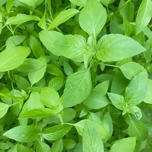 大叶荆芥种子绿圆叶荆芥菜种籽盆栽春秋四季荆芥种籽蔬菜种子