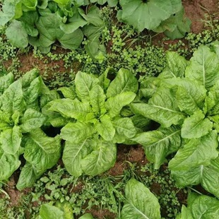 莴苣麻好吃莴麻菜春菜种子四季窝鸡菜籽叶用莴苣麻菜种四季蔬菜籽