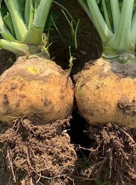 黄蔓青种子四季播种蛋大头菜圆形浓香型黄色蔬菜种子全黄蔓菁黄肉