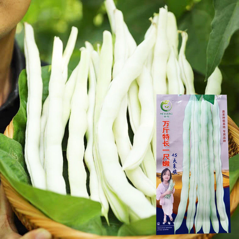 万斤特长一尺嫩豆角种子万斤四季豆芸豆扁豆种籽蔬菜孑子荚长肉厚