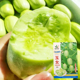 玉女水果黄瓜种子迷你小黄瓜籽生吃脆甜无渣春秋种植阳台盆栽种子