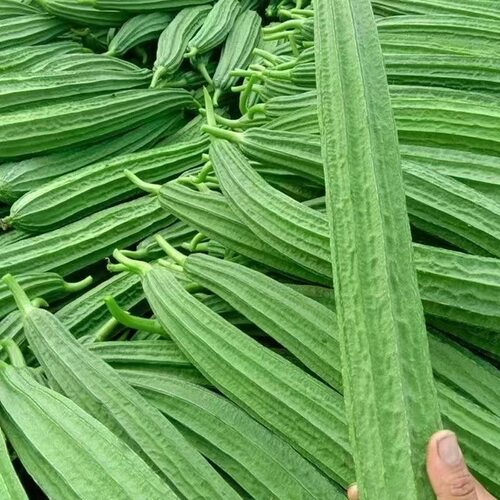 八角棱丝瓜种子籽高产耐热八棱八角丝瓜种籽皮薄肉厚蔬菜种子