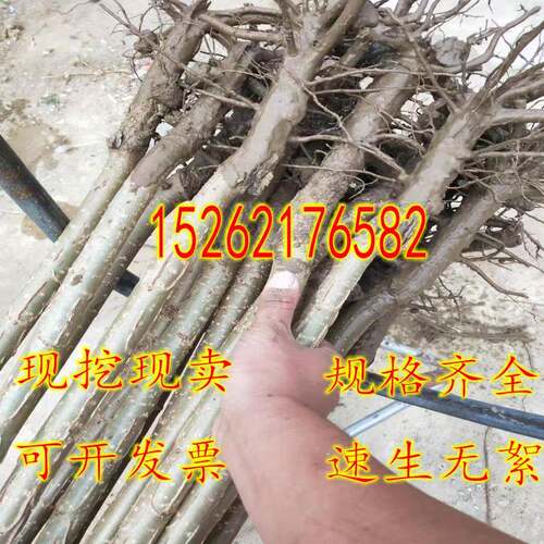 速生杨107白杨树苗3804无絮杨中华红叶杨杨树苗绿化植物防沙造林