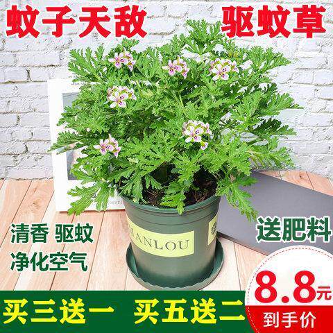 驱蚊草盆栽植物花卉室内外庭院防香草植物