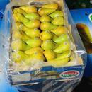 包邮 都乐啤梨Dole比利时Truval新鲜进口梨皮梨14 26粒大果礼盒装