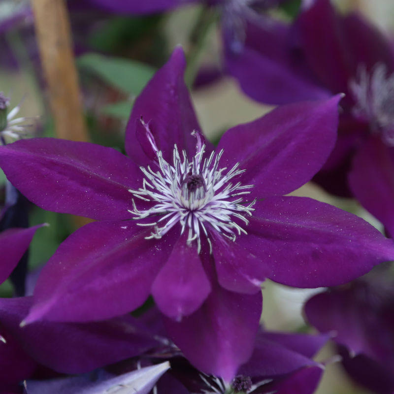 六合园艺|紫水晶美人 铁线莲耐热阳台庭院爬藤植物盆栽花卉包队版