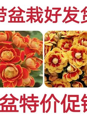 长寿花重辨稀有品种金狐狸盆栽四季开花室内客厅室内花卉绿植好养