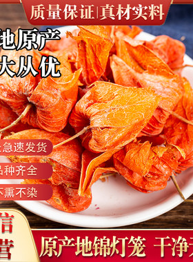 新鲜新款上市野生中药材 锦灯笼 红姑娘果干皮红苦菇娘挂金灯