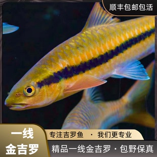 一线金吉罗鱼黄吉罗耐寒异口活体保山老挝吉罗红吉罗大型观赏鱼