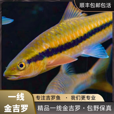 一线金吉罗鱼黄吉罗耐寒异口活体保山老挝吉罗红吉罗大型观赏鱼