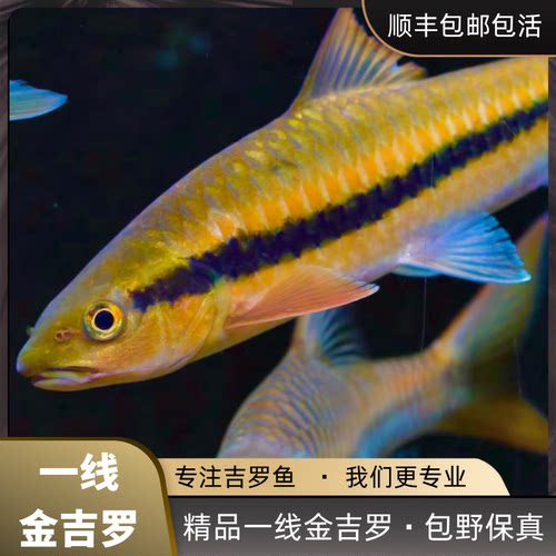 一线金吉罗鱼黄吉罗耐寒异口活体保山老挝吉罗红吉罗大型观赏鱼