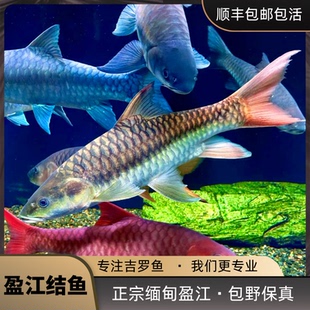 盈江结鱼盈江缅甸结鱼吉罗活体黄鳍结鱼蓝吉罗鱼山河之王风水鱼