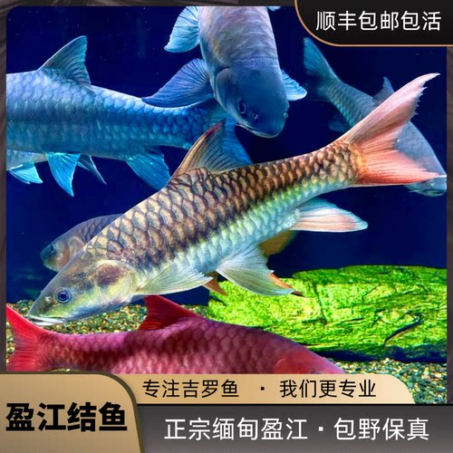 盈江结鱼盈江缅甸结鱼吉罗活体黄鳍结鱼蓝吉罗鱼山河之王风水鱼