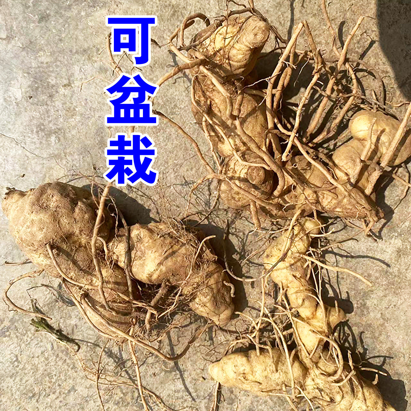 新鲜纯正鸡头黄精中药材种植苗子图片