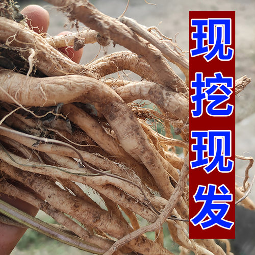 秦岭新鲜板蓝根中草药材现挖现发